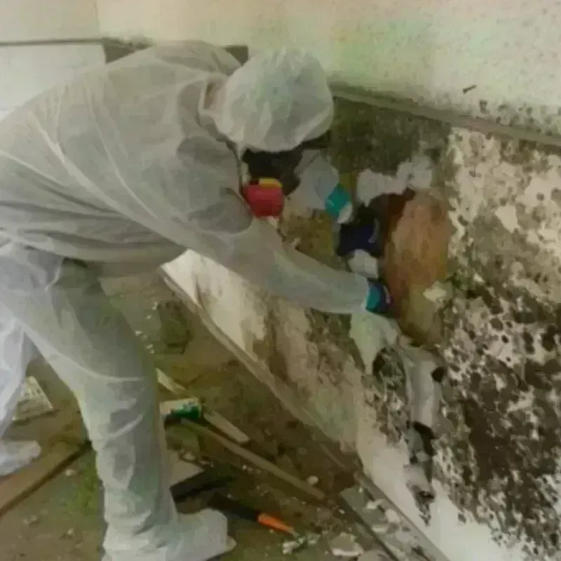 Mold Remediation and Removal in Winnsboro, LA